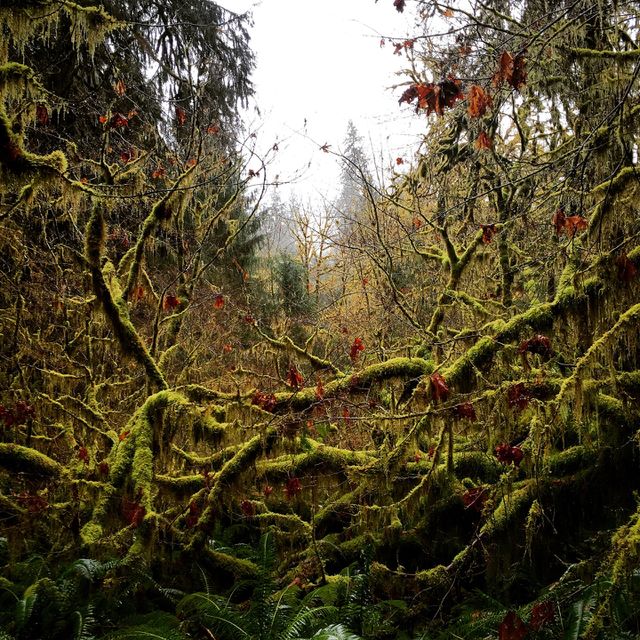 Hoh rainforest 