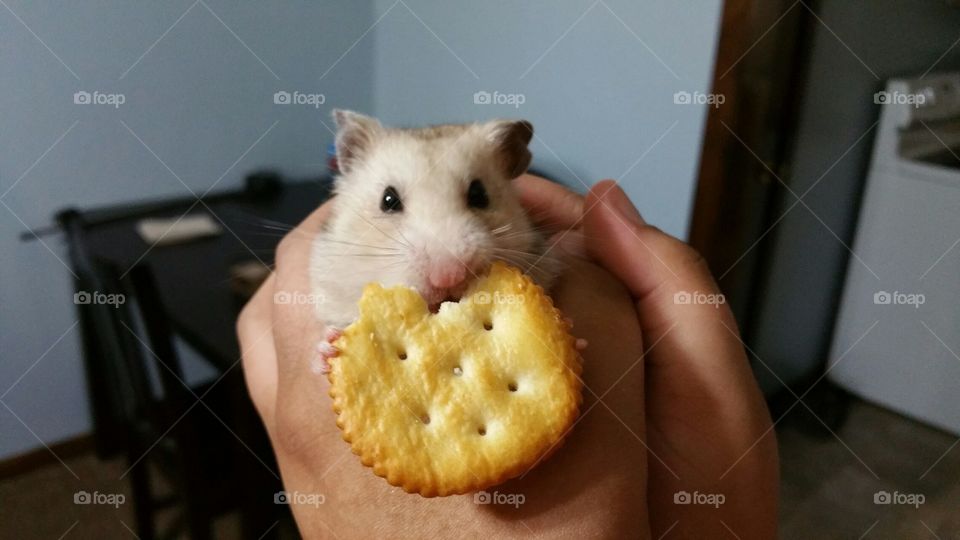 hammy have a cracker?