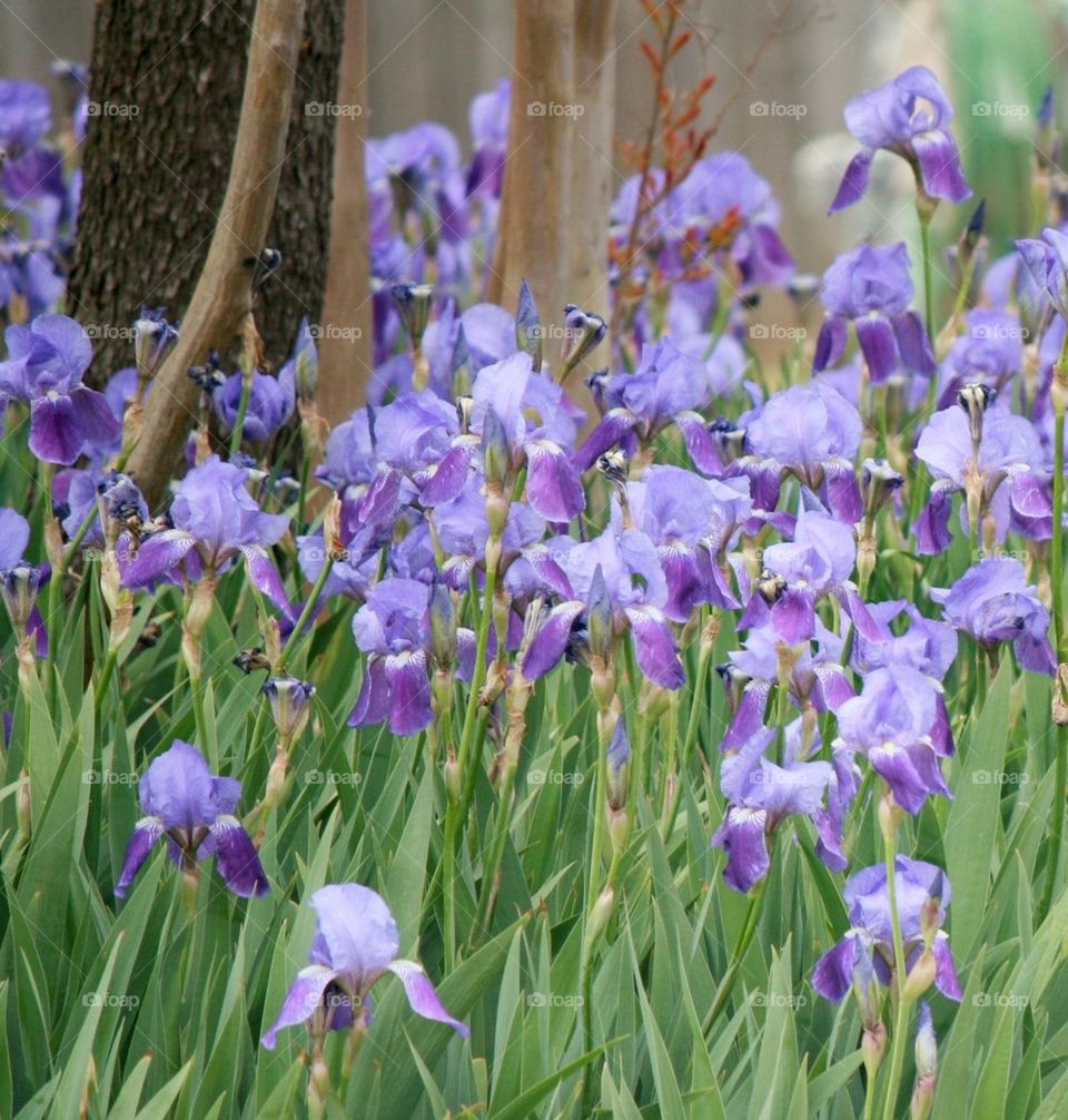 Field of Iris