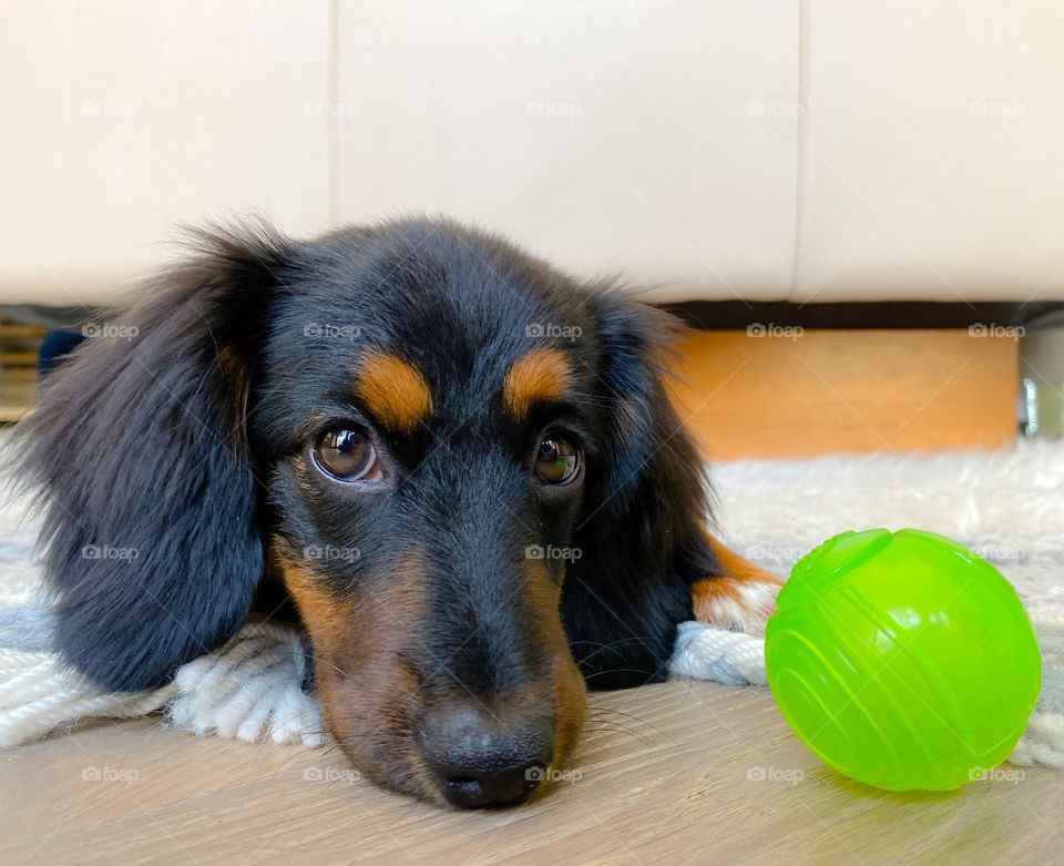 Cute dachshund puppy lying down next to green ball 