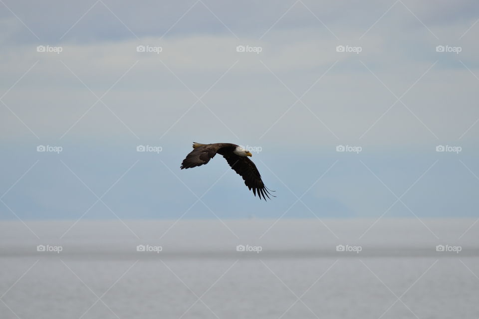 bald eagle