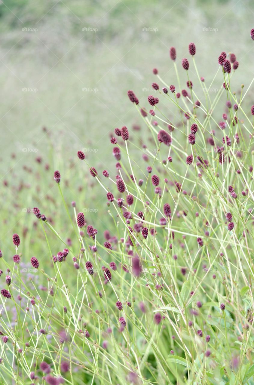 Sanguisorba officinalis