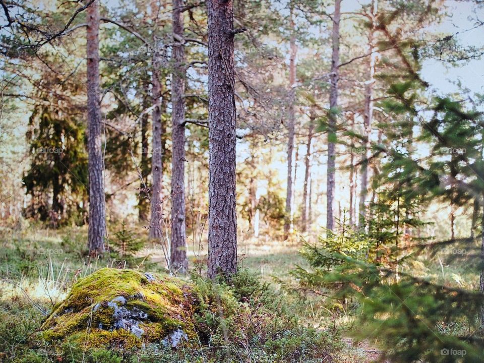 sky green spring light by jag