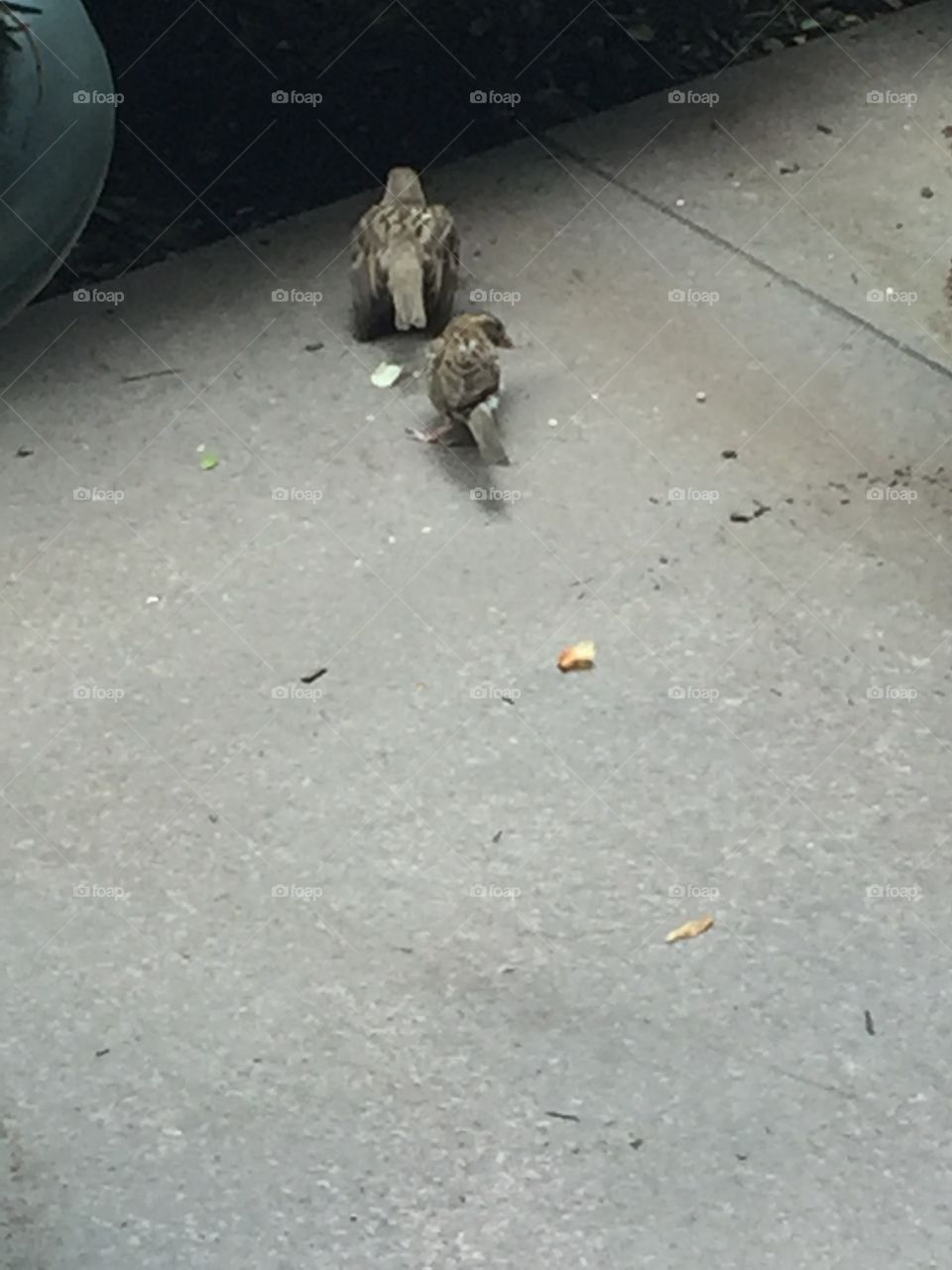 Feeding time NYC birds