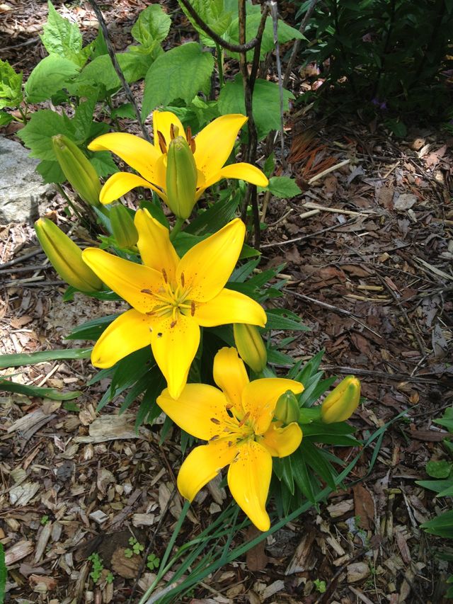 Spring flowers 