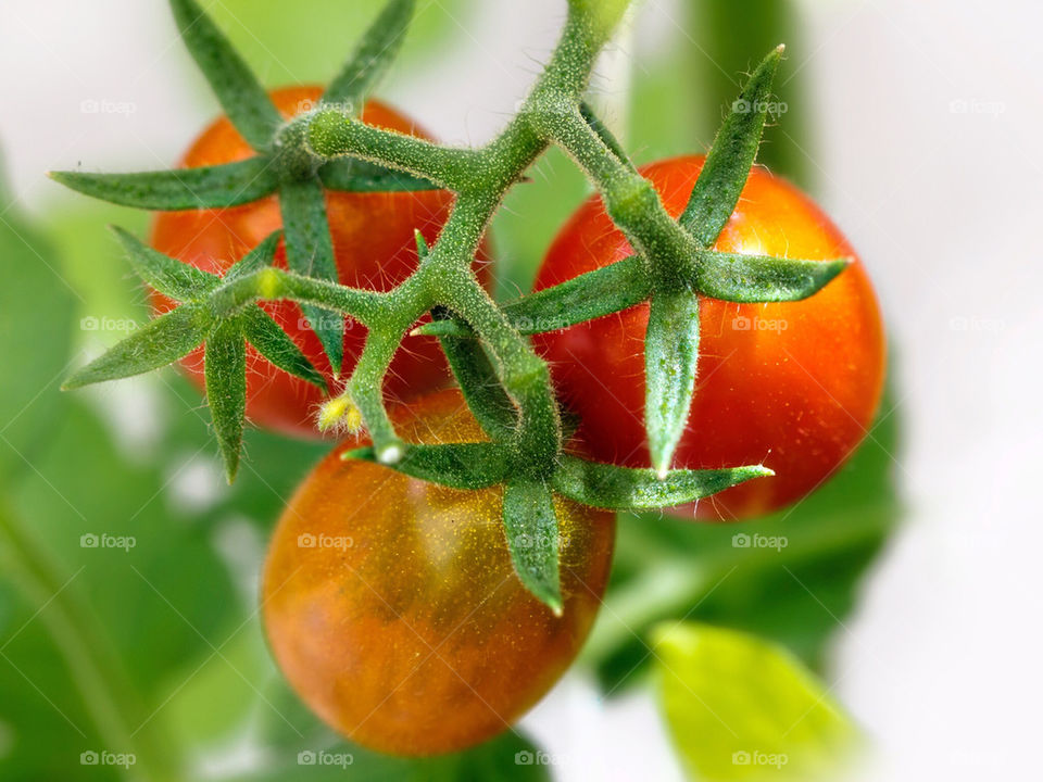 Tri colors tomatoes