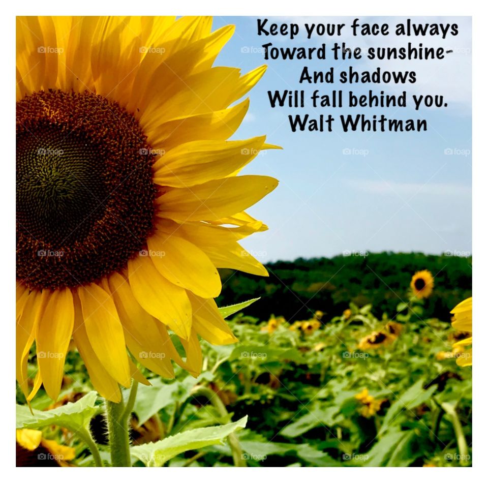 Sunflower with quote