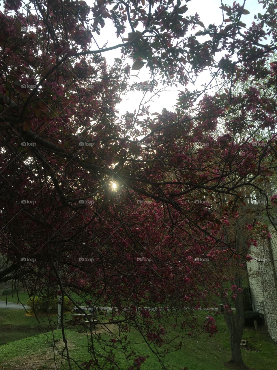 Sun peeping through pink blooming tree