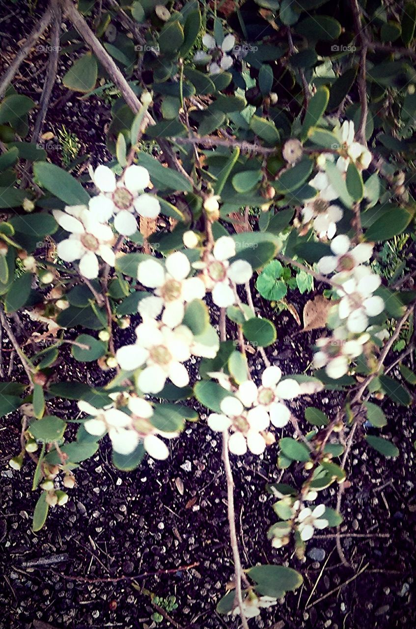 flowering tree