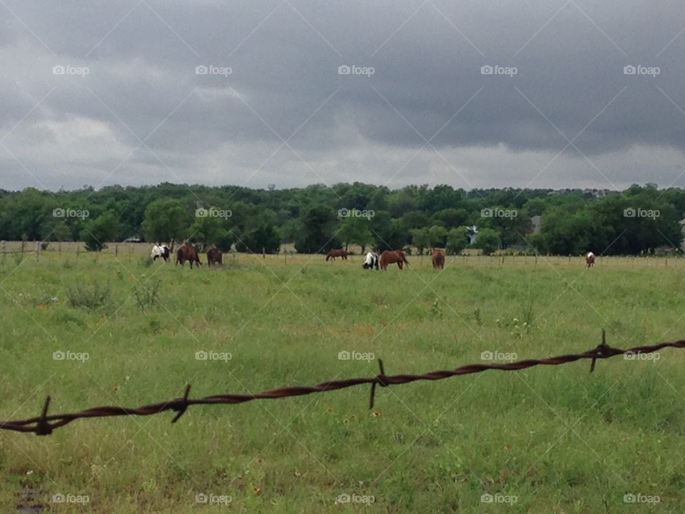 Country life. Field of cows