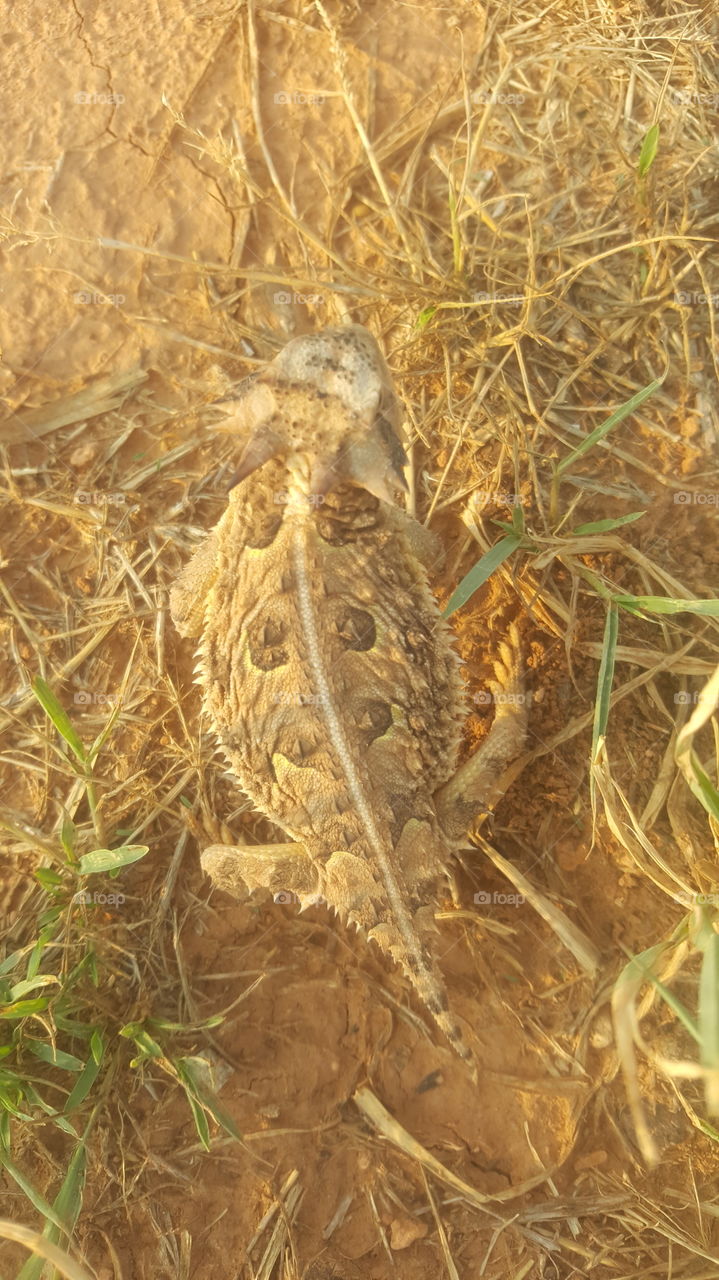 horned toad