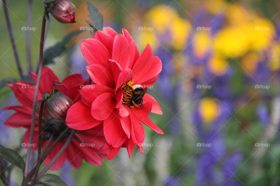 Honey bee on flower