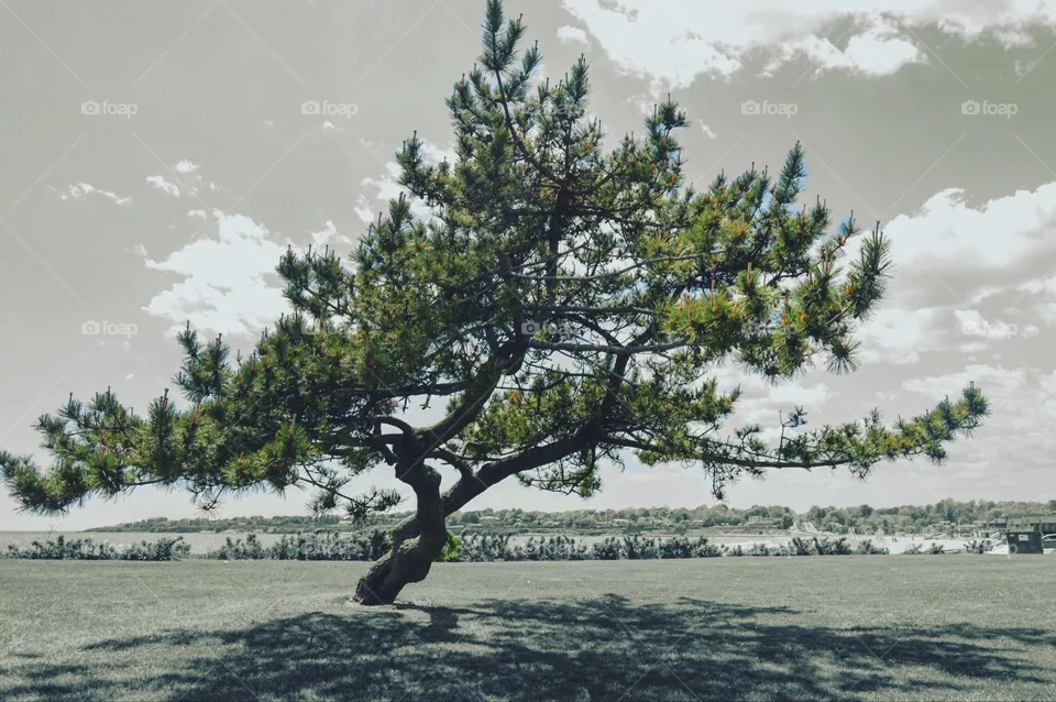tree