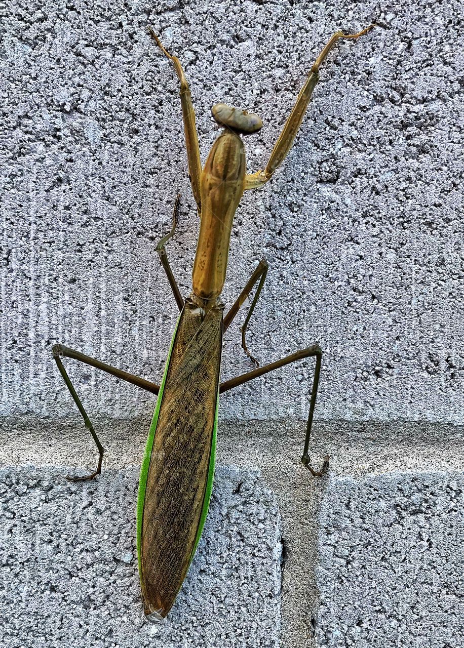 Praying mantis