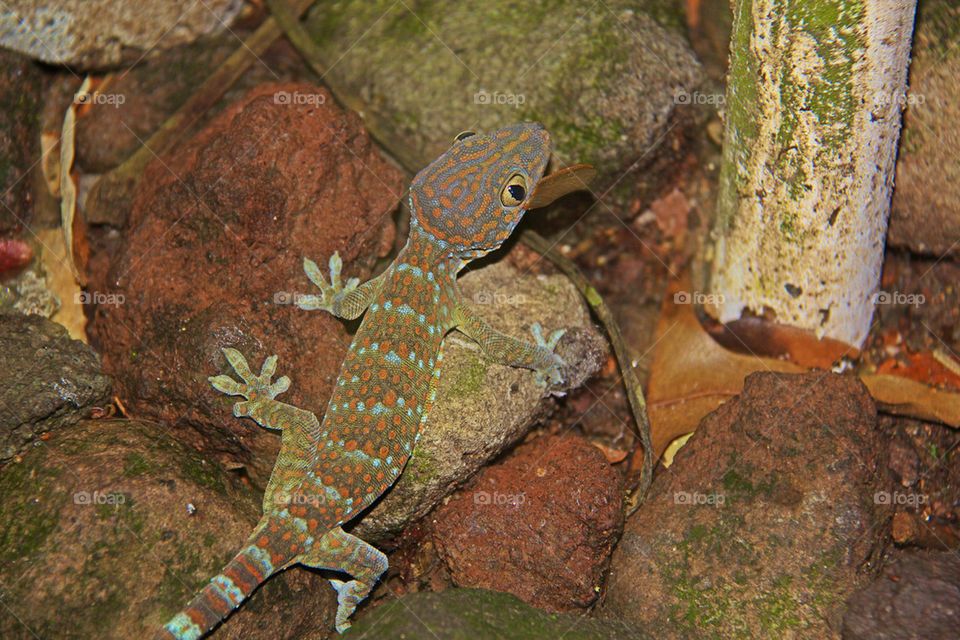 cool lizard reptile rock by itsAus