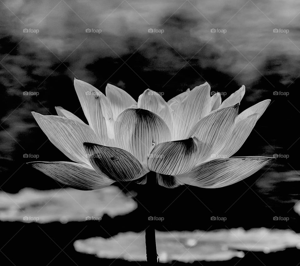 Black and white - Lotus flower - Closeup 