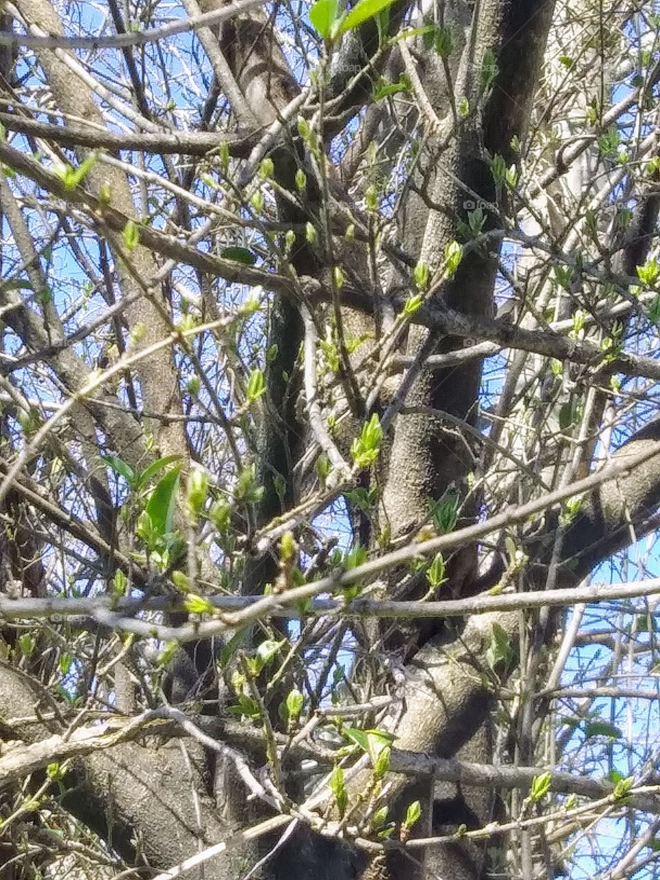 new leaves on a tree