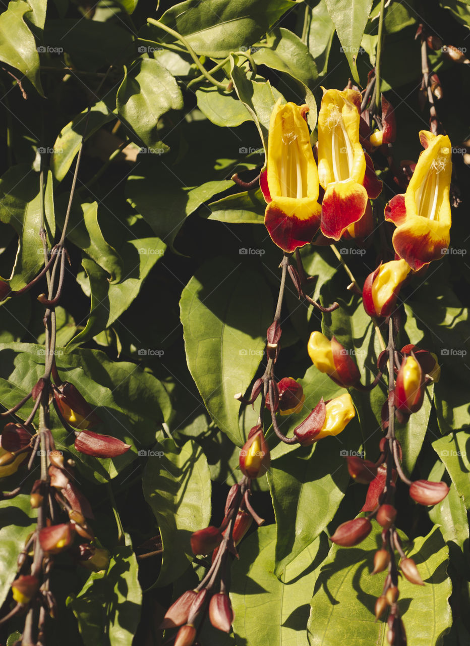Thunbergia mysorenses