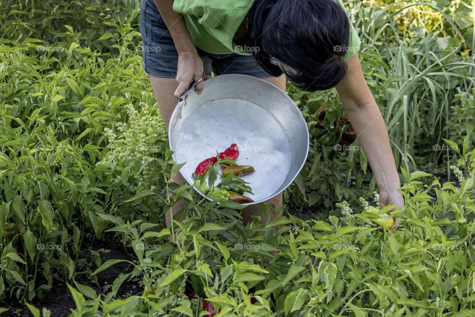 Picking peppers in the garden