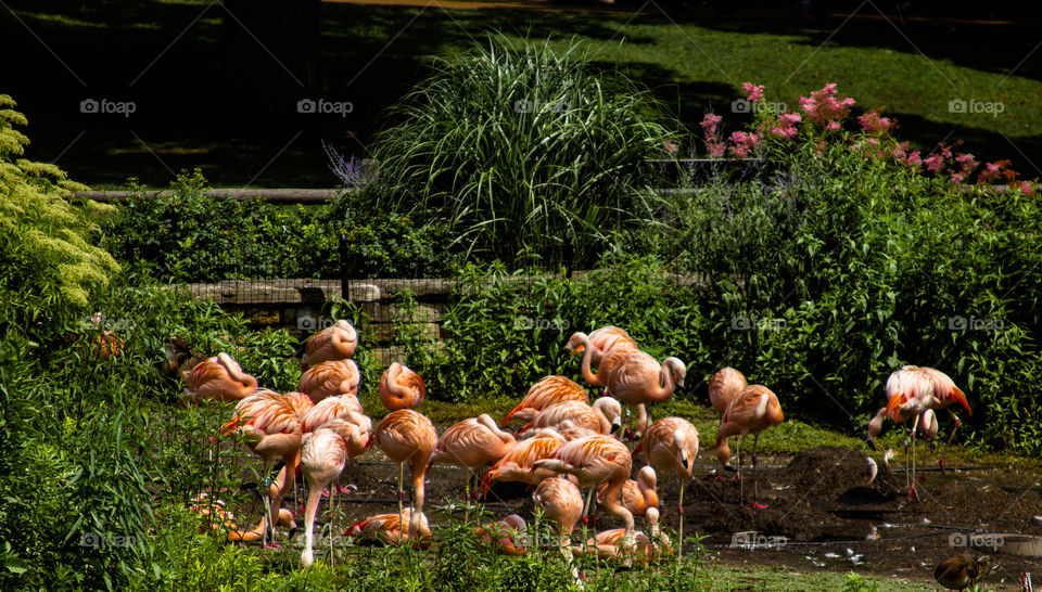 flamingos. flamingos enjoying the day