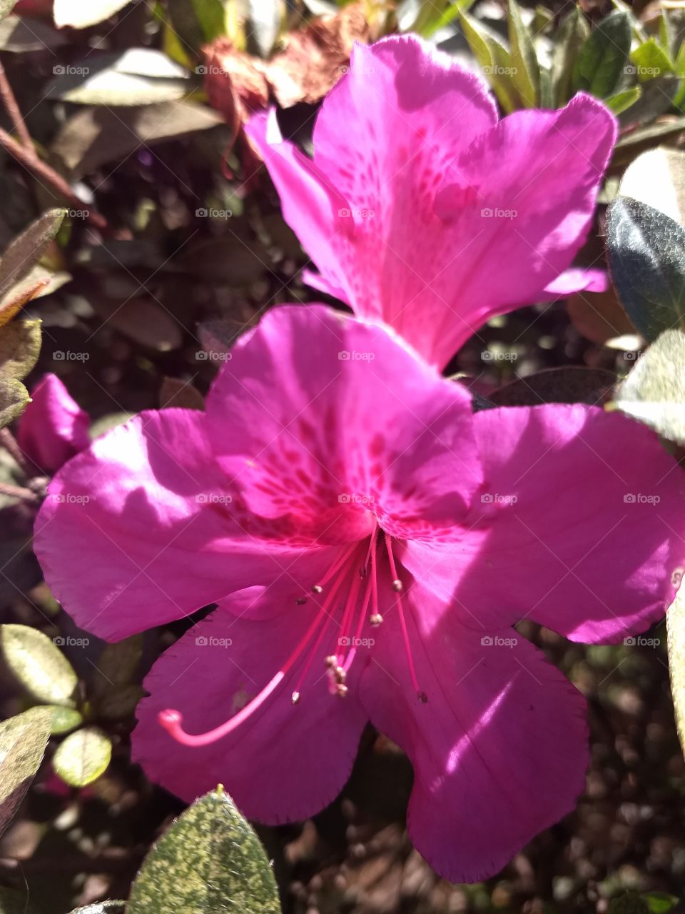 pink azalea