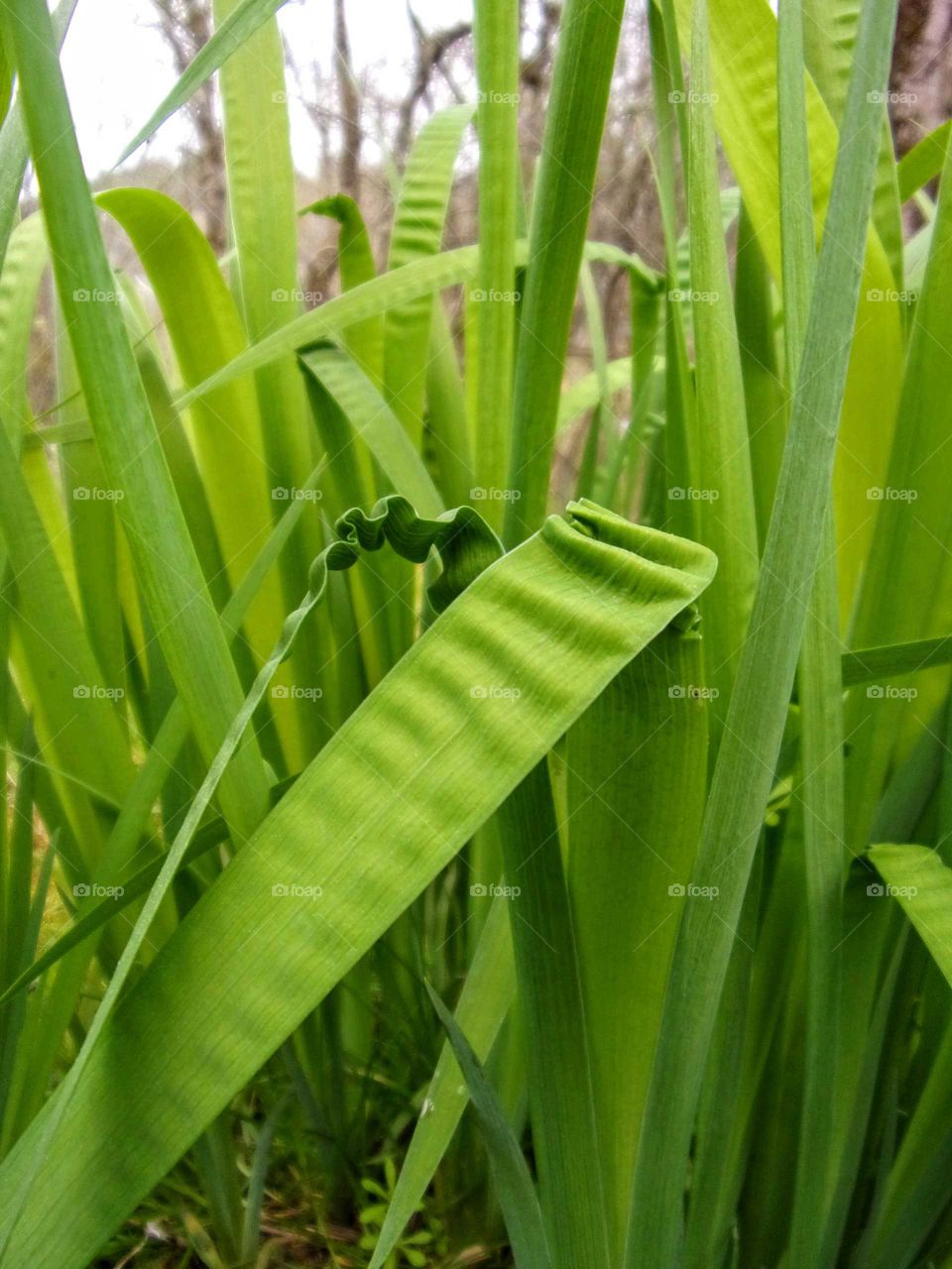 Leaf, Flora, Growth, Nature, Environment