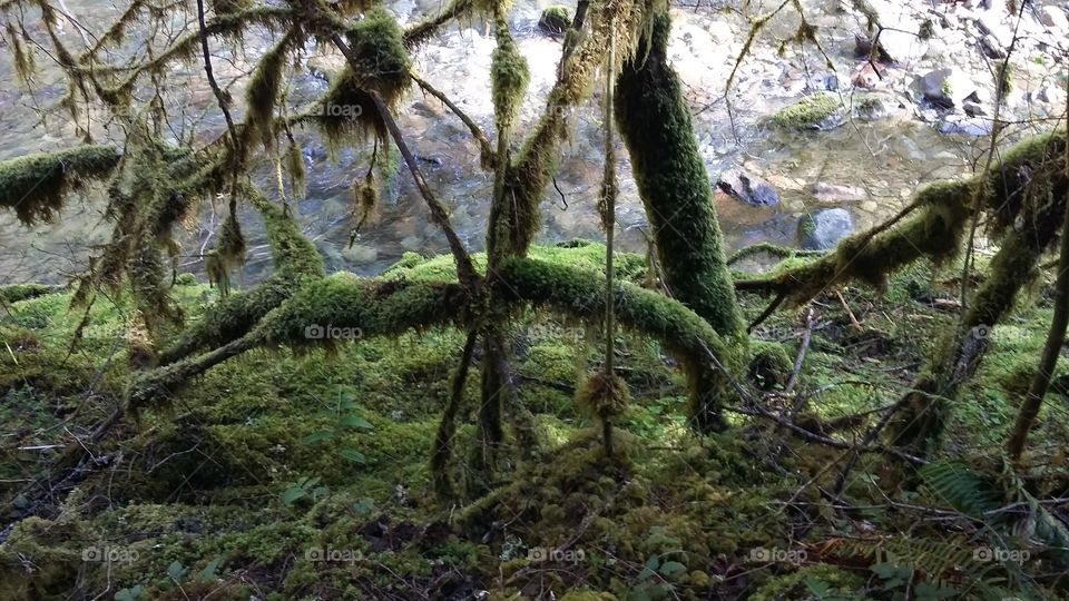 water and green trees