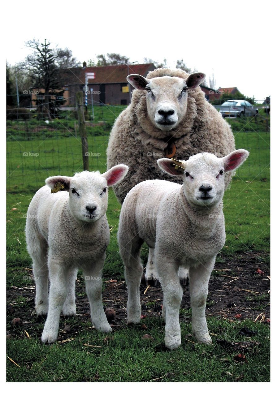 An ewe with her two lambs