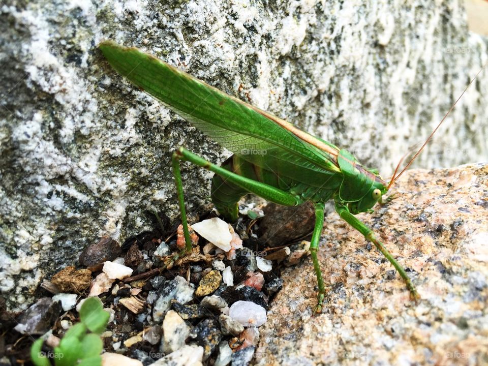 Cricket. Close-up of a green cricket.
