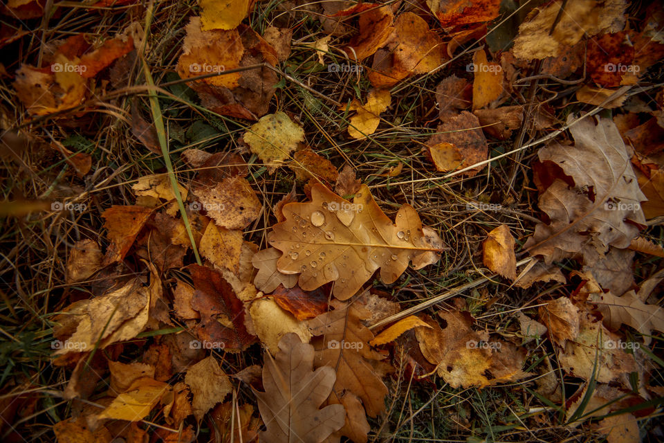 Autumn leaves cover background 