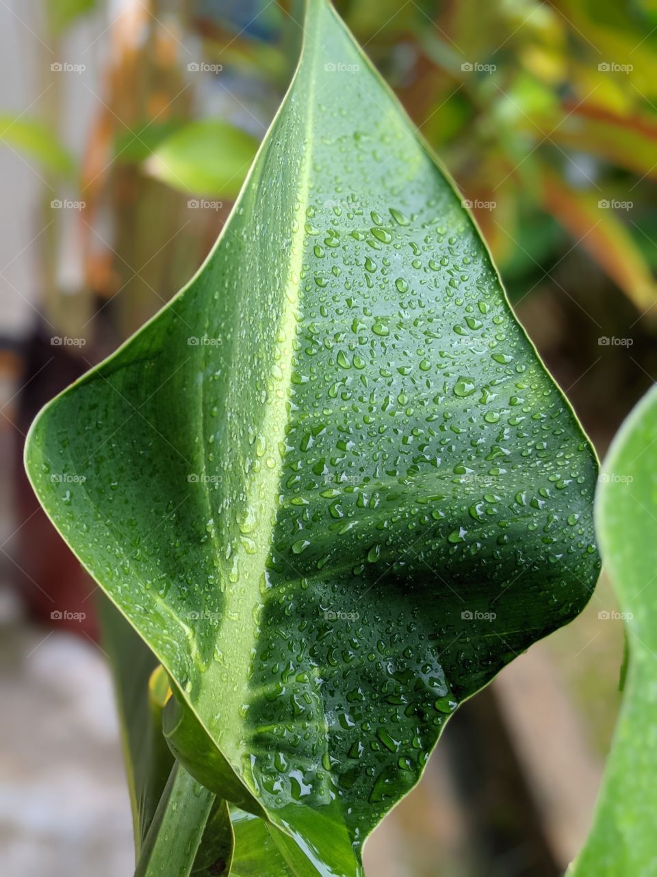 Philodendron