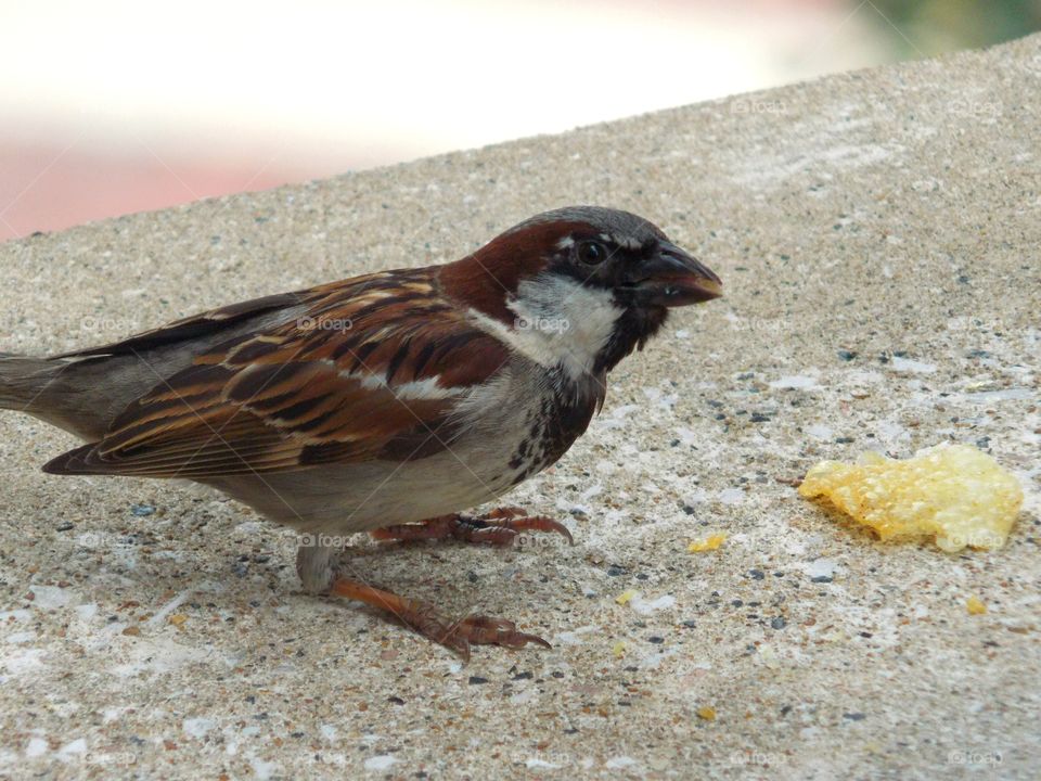 A (Sparrow), I think, snacking on a dropped chip in a city!!