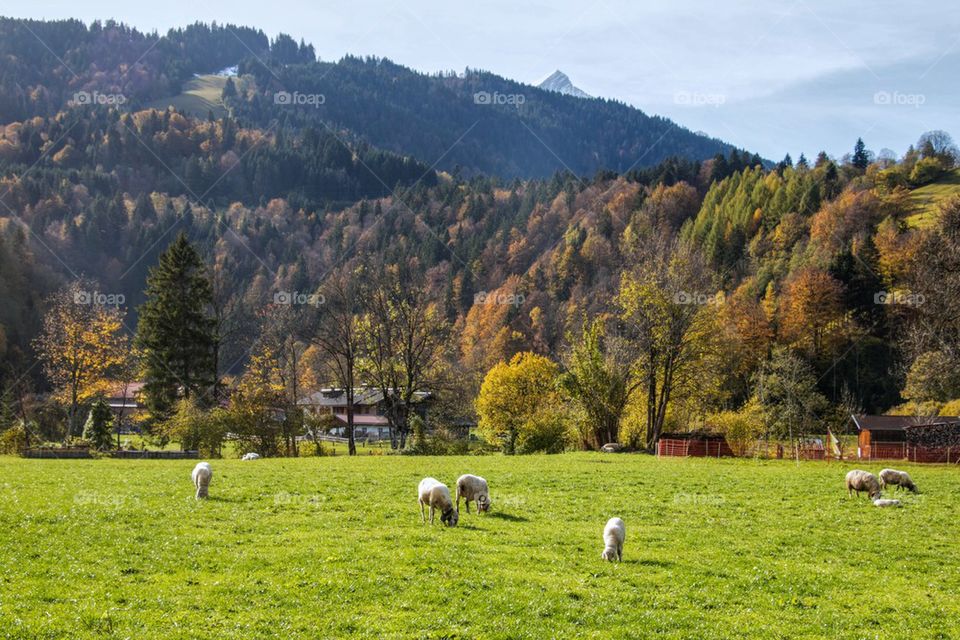 Sheep grazing om grass