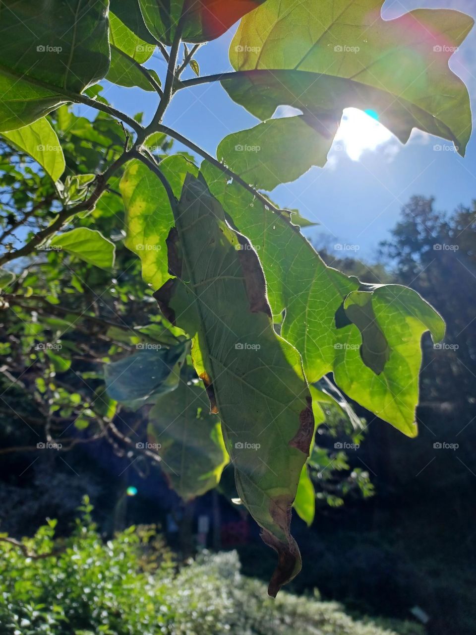 Green leaves under the bright sky.