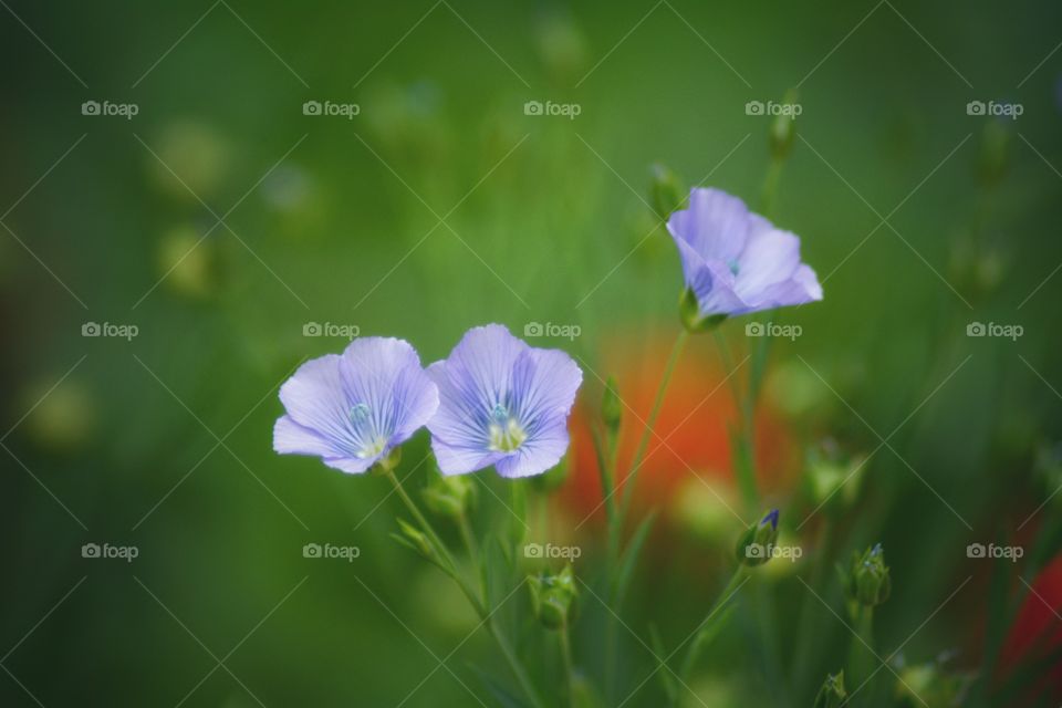 Flowers of ladakh