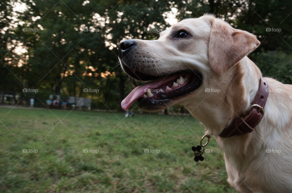 Smiling dog