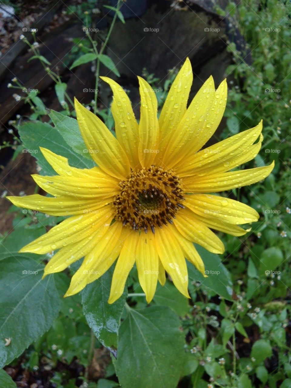 Sunflower