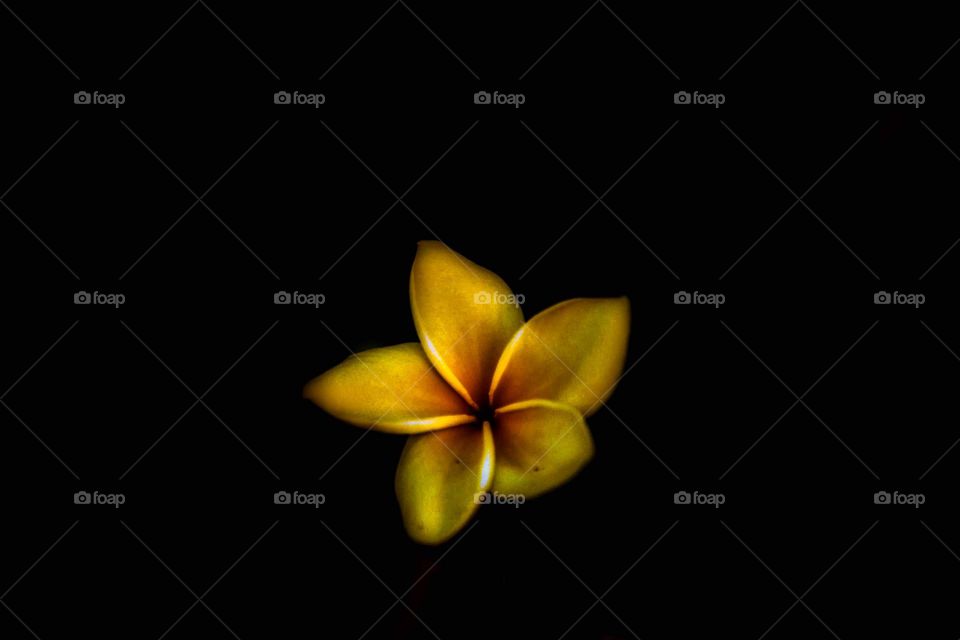 Plumeria 