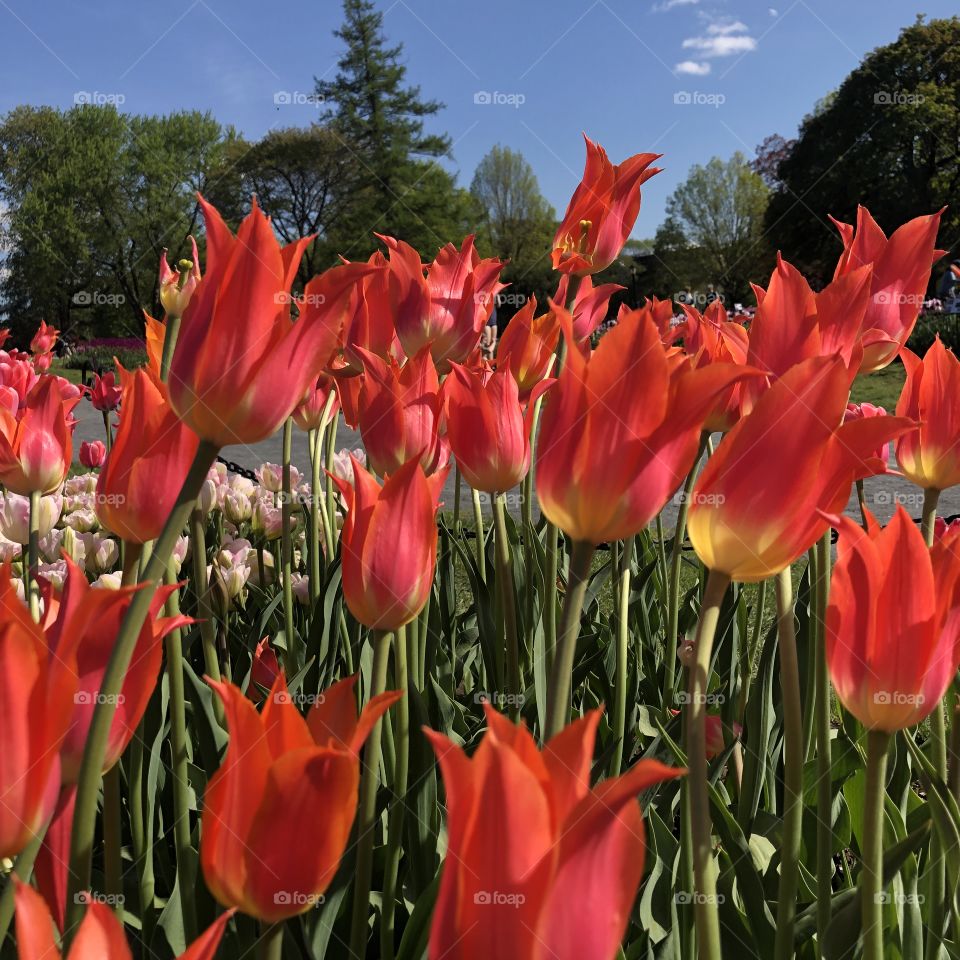 Red Tulip Flowers at Washington Park Albany, New York