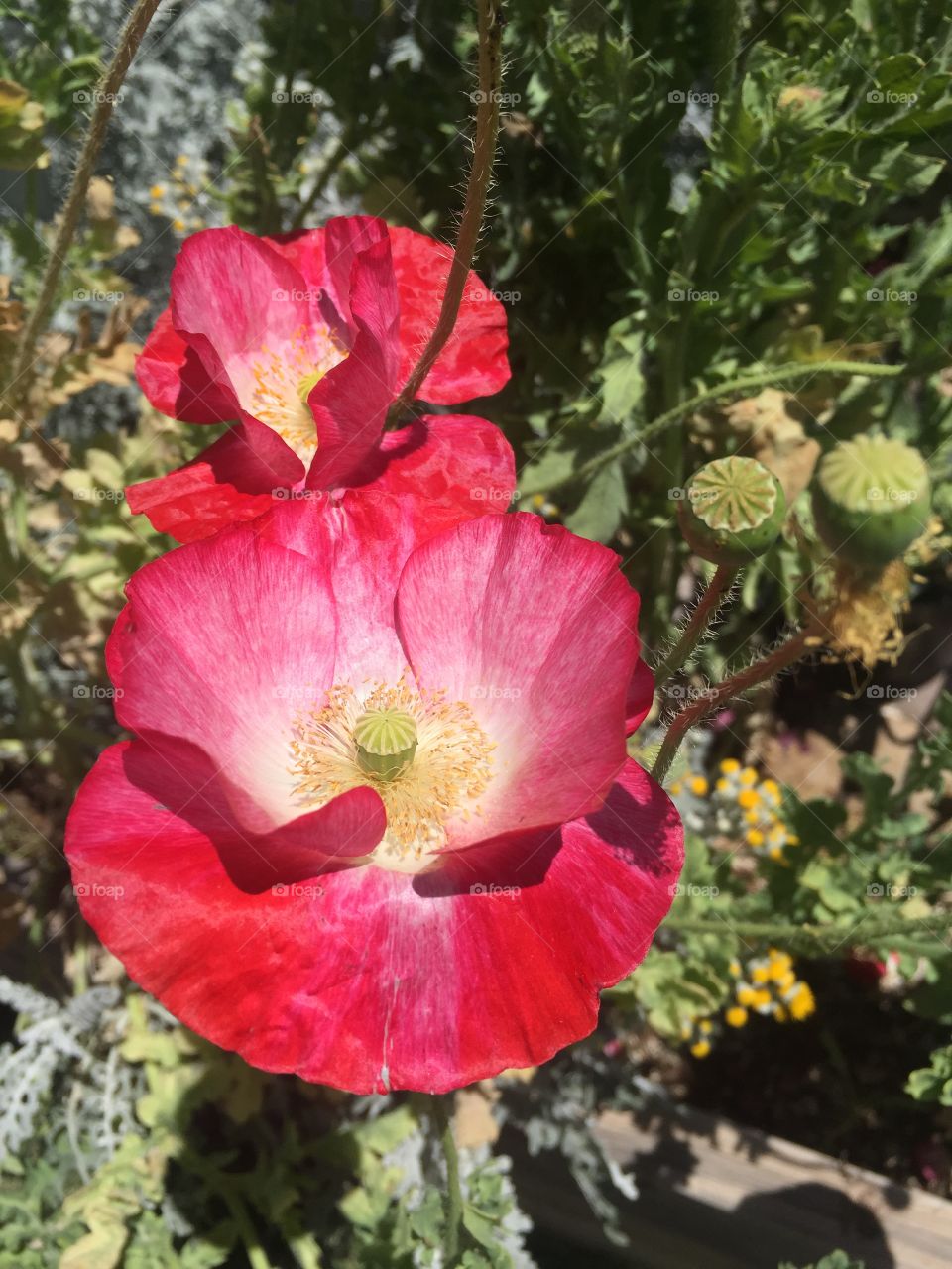Red Poppies 