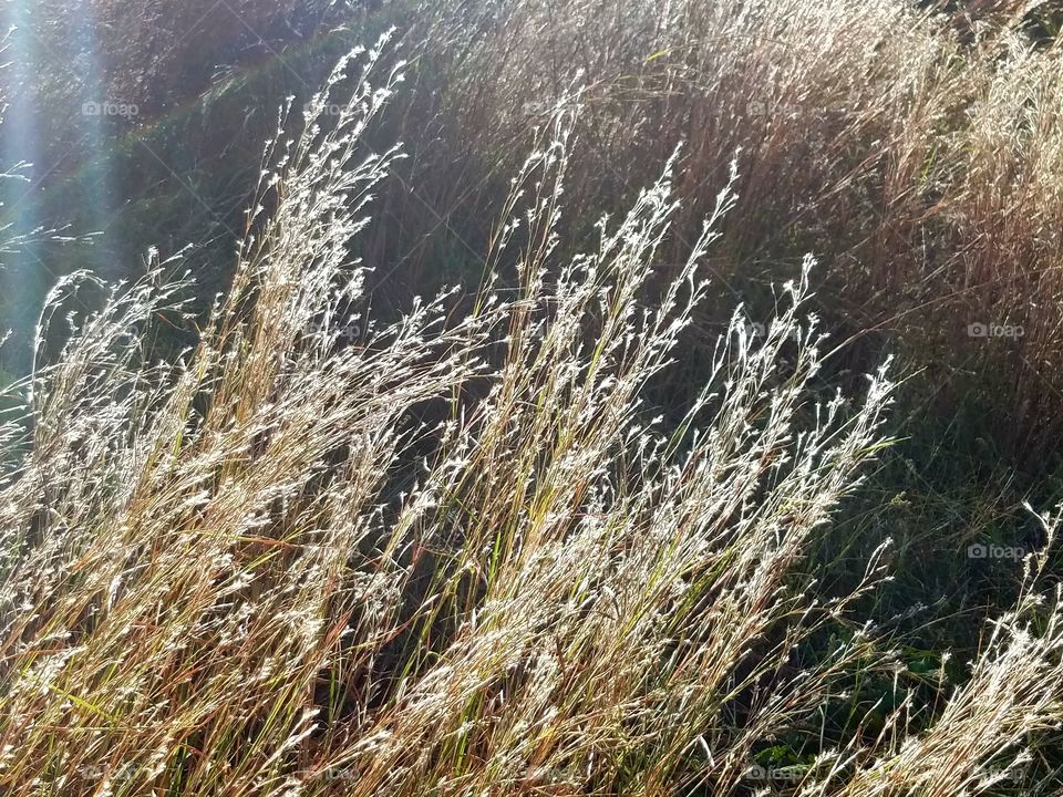 golden grass stalks