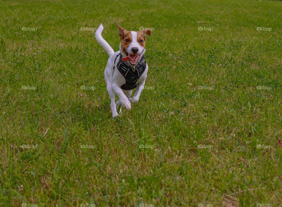 Er ist in seinem Element 