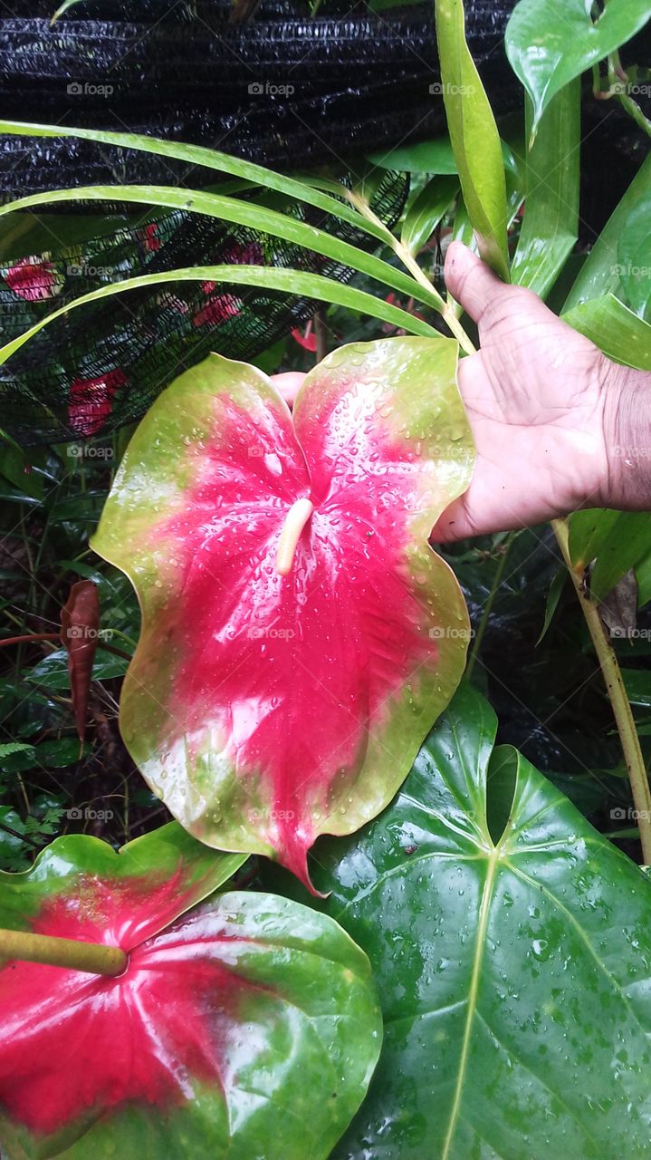 Anthurium