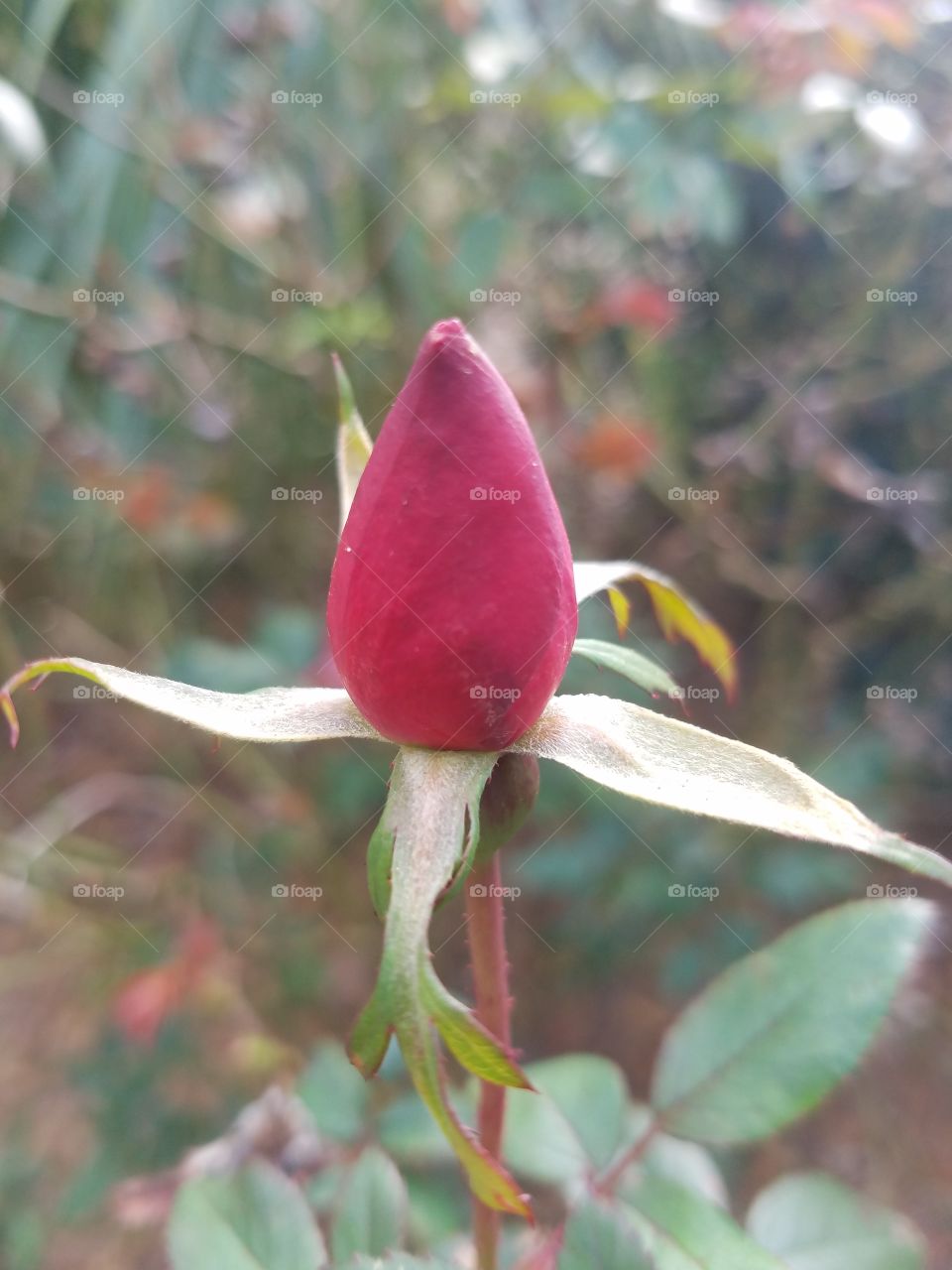 blooming rose bud