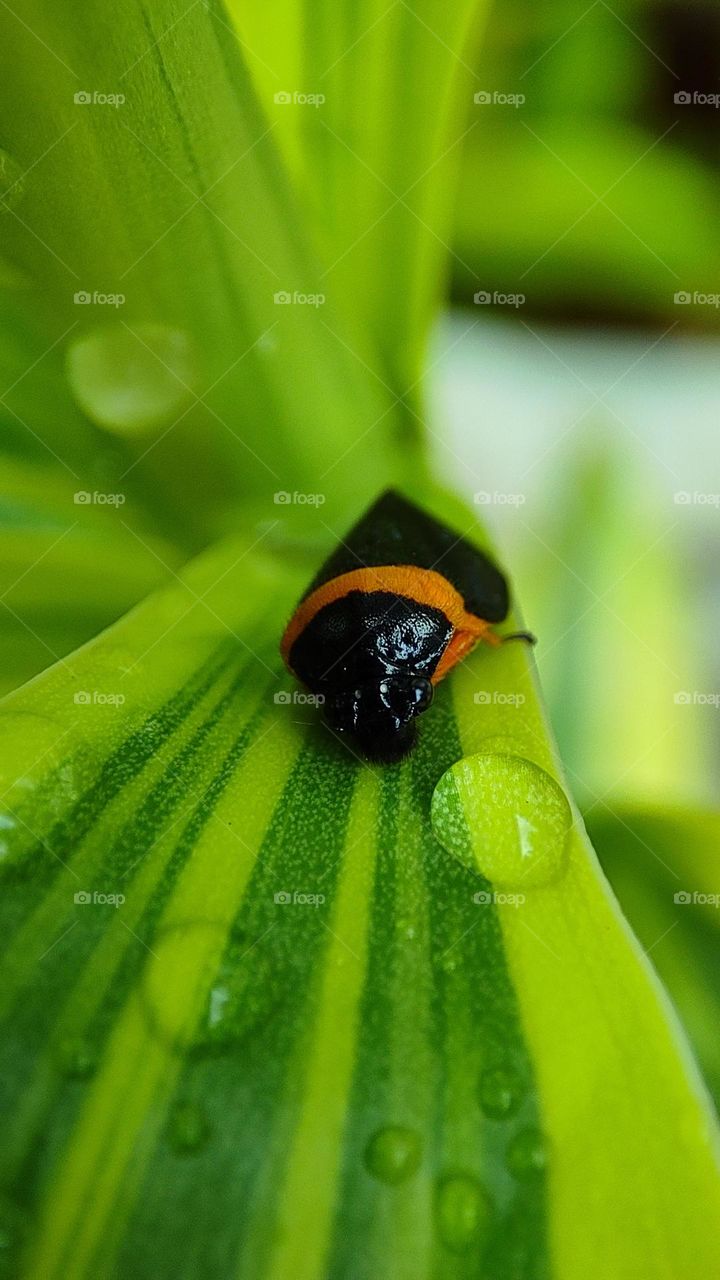 enjoying water drops