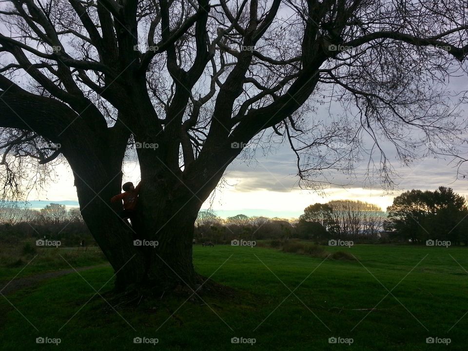 Tree climbing 