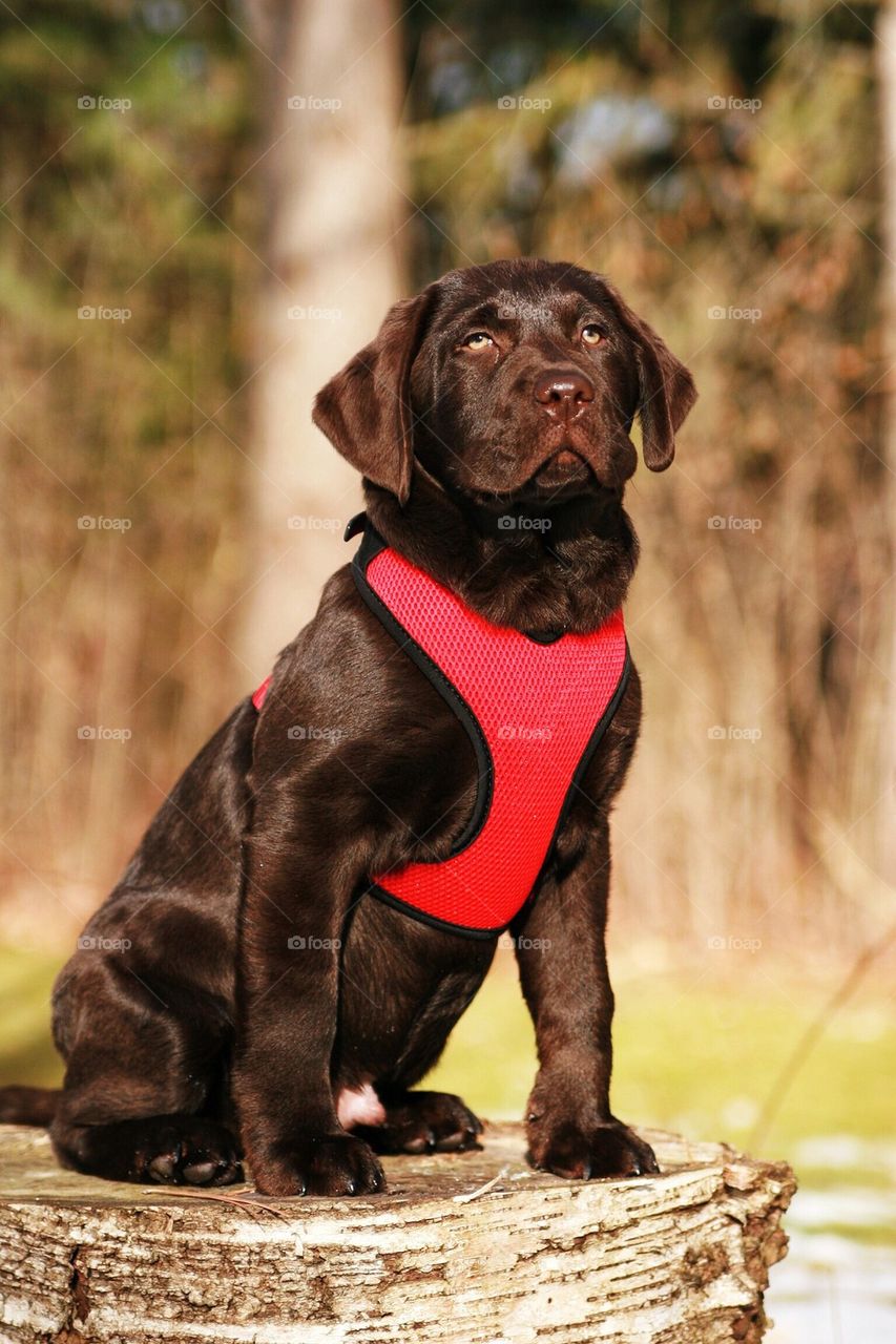 Chocolate lab puppy 