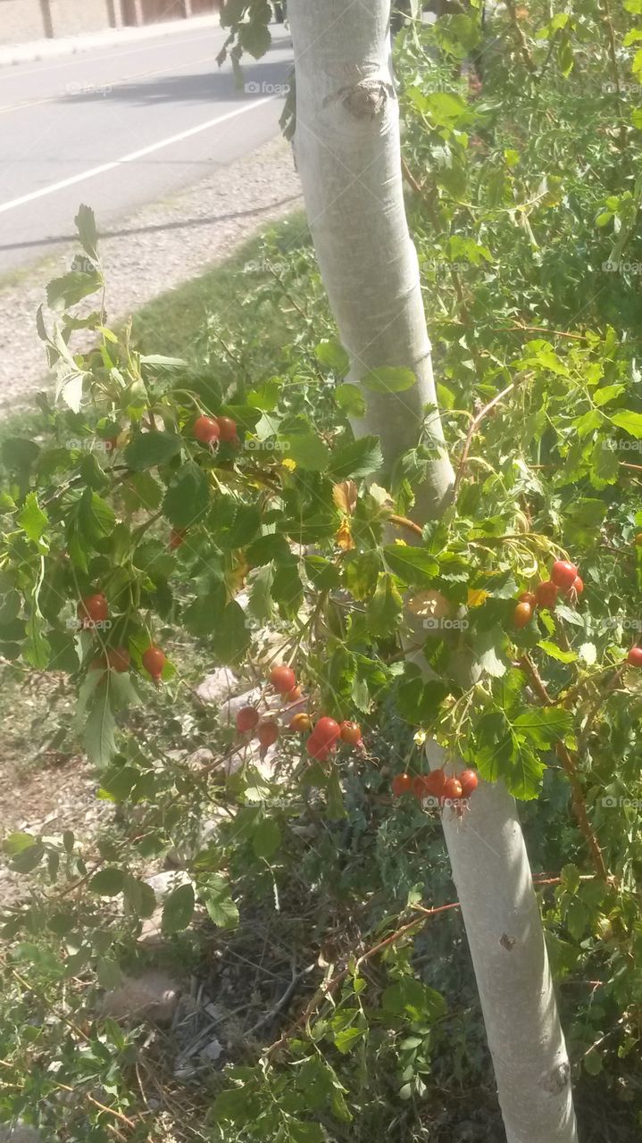 Rose hips among aspen