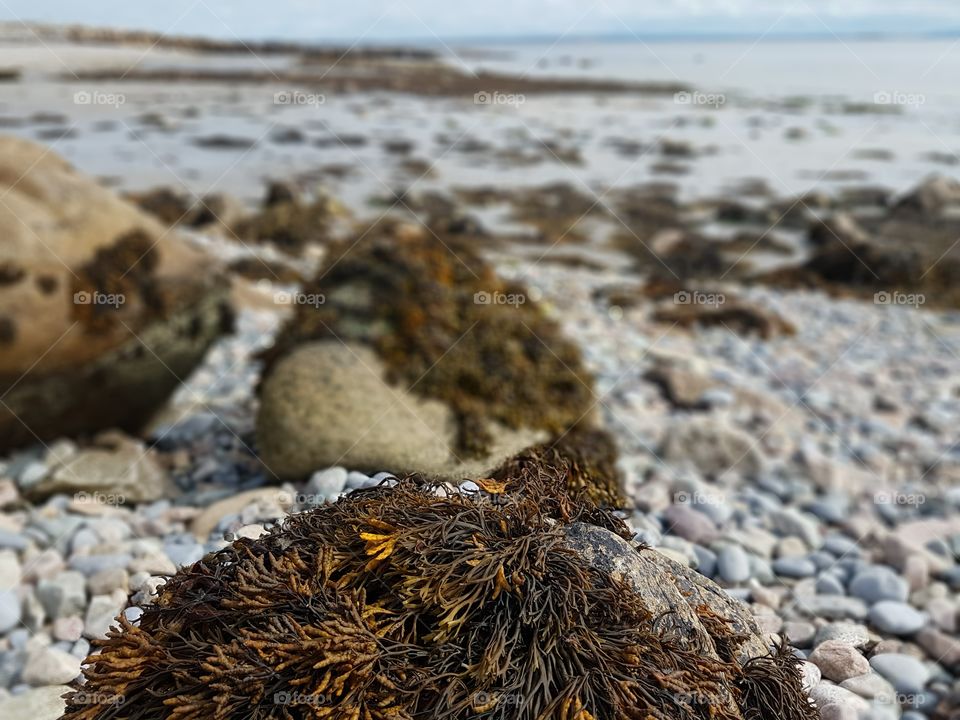 rock and seaweed