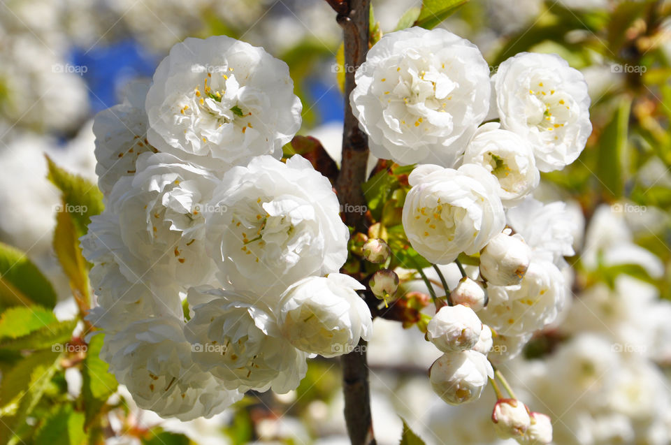 amazing white blossom. blossom